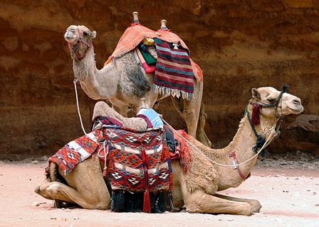 Camels at Petra