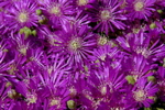 Flowers in Madaba, Jordan