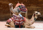 Camels at Petra