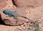Blue lizard in Petra