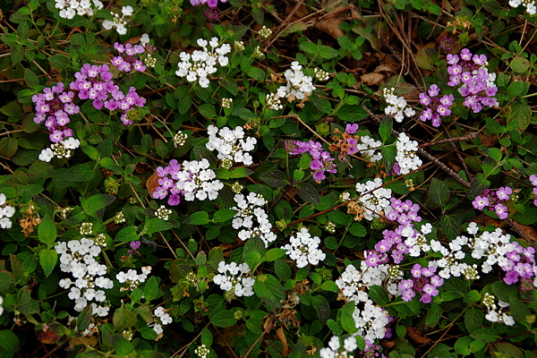 8-Look at the flowers of the field..