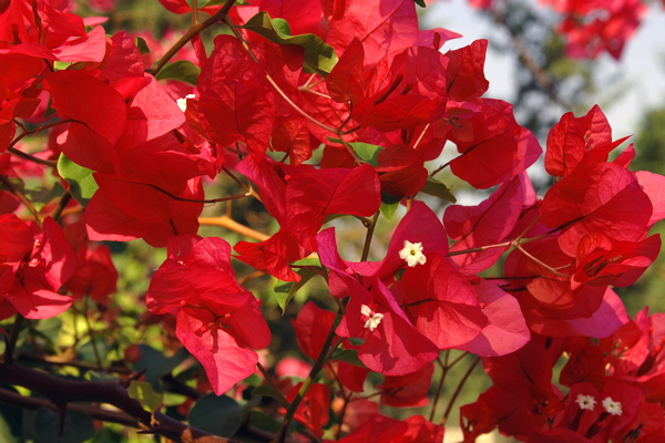 30-Flowers at Capernaum