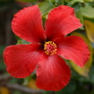 56-Flower in Tiberias