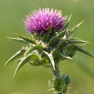 99-Thistle in Galilee