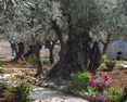 384-The Garden of Gethsemane