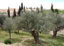 394-The Garden of Gethsemane