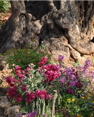 387-The Garden of Gethsemane