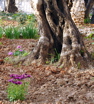 389-The Garden of Gethsemane