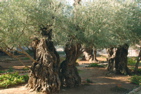 390-The Garden of Gethsemane