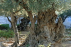 385-The Garden of Gethsemane